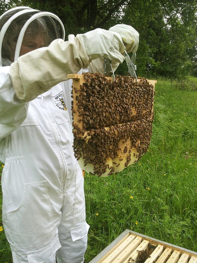 13 Bees Bed and Breakfast Confolens Εξωτερικό φωτογραφία